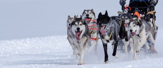 Sled-dogs-Pixabay