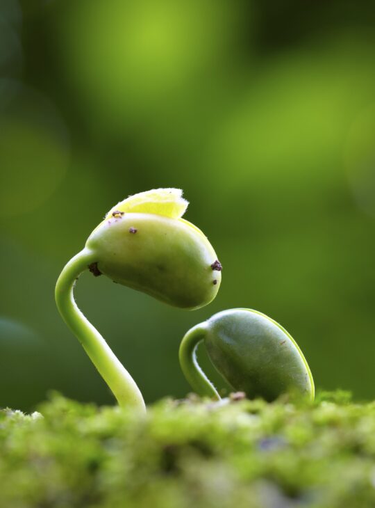 iStock_000065591859_Double_2